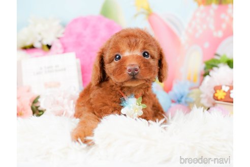 成約済の神奈川県のトイプードル-285000の6枚目