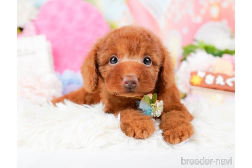 成約済の神奈川県のトイプードル-285000の7枚目