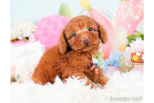 成約済の神奈川県のトイプードル-285000の8枚目