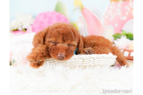 成約済の神奈川県のトイプードル-285000の3枚目