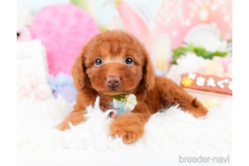 成約済の神奈川県のトイプードル-285000の4枚目