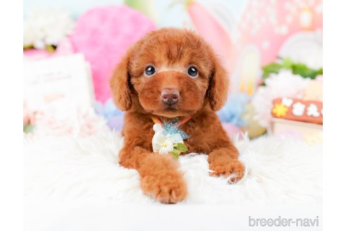 成約済の神奈川県のトイプードル-285000の5枚目