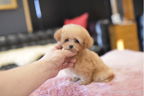 成約済の茨城県のティーカッププードル-280939の6枚目