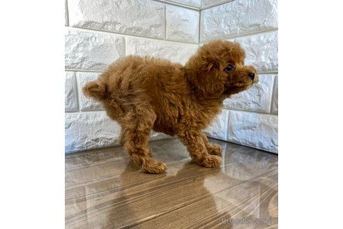 成約済の茨城県のトイプードル-285017の5枚目