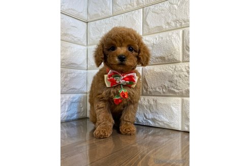 成約済の茨城県のトイプードル-285017の4枚目