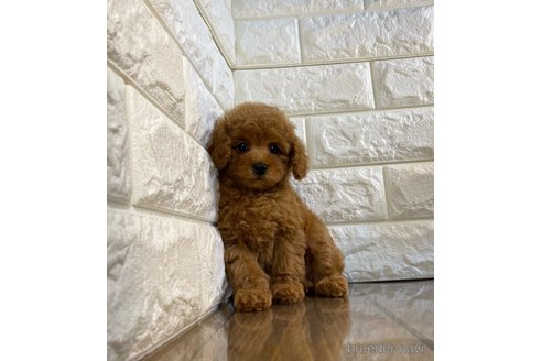 成約済の茨城県のトイプードル-285017の2枚目