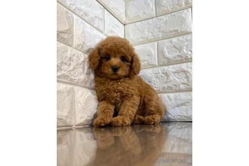 成約済の茨城県のトイプードル-285017の3枚目