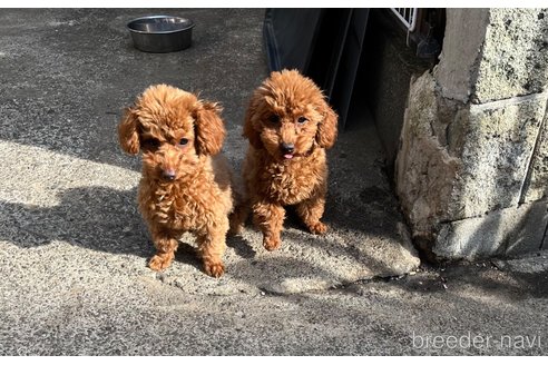 商談中の神奈川県のトイプードル-281789の3枚目