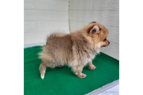 成約済の茨城県のポメラニアン-279605の14枚目