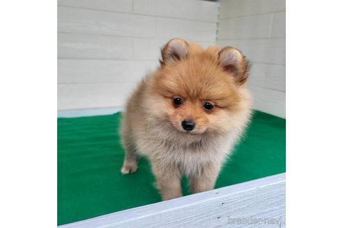 成約済の茨城県のポメラニアン-279605の12枚目