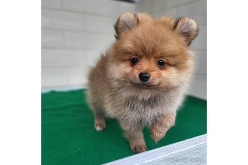 成約済の茨城県のポメラニアン-279605の11枚目