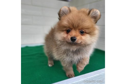 成約済の茨城県のポメラニアン-279605の13枚目