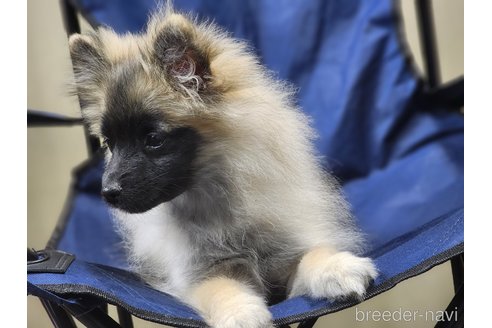 成約済の宮城県のミックス犬-281448の4枚目