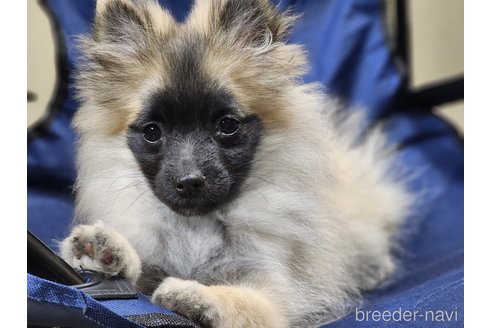 成約済の宮城県のミックス犬-281448の2枚目