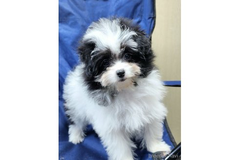 成約済の宮城県のミックス犬-281658の3枚目