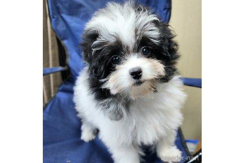 成約済の宮城県のミックス犬-281658の2枚目