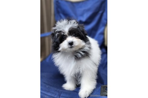 成約済の宮城県のミックス犬-281660の4枚目