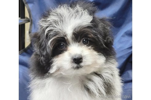 成約済の宮城県のミックス犬-281660の3枚目