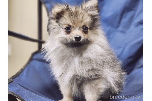 成約済の宮城県のミックス犬-281449の3枚目