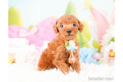 成約済の神奈川県のタイニープードル-285087の6枚目