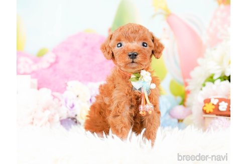 成約済の神奈川県のタイニープードル-285087の7枚目