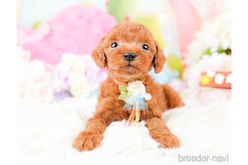 成約済の神奈川県のタイニープードル-285087の8枚目