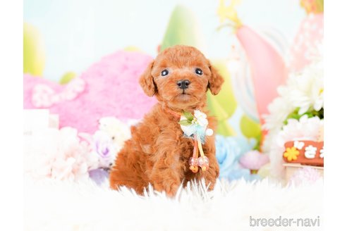 成約済の神奈川県のタイニープードル-285087の9枚目