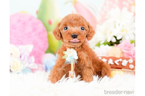 成約済の神奈川県のタイニープードル-285087の10枚目