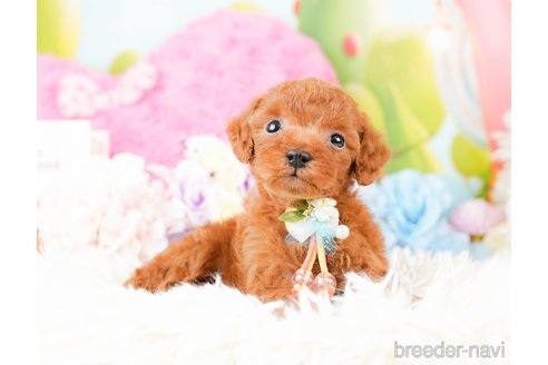 成約済の神奈川県のタイニープードル-285087の3枚目