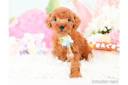 成約済の神奈川県のタイニープードル-285087の1枚目