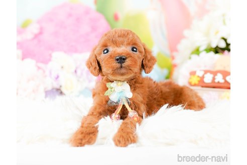 成約済の神奈川県のタイニープードル-285087の4枚目