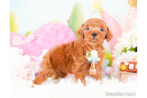 成約済の神奈川県のタイニープードル-285087の5枚目