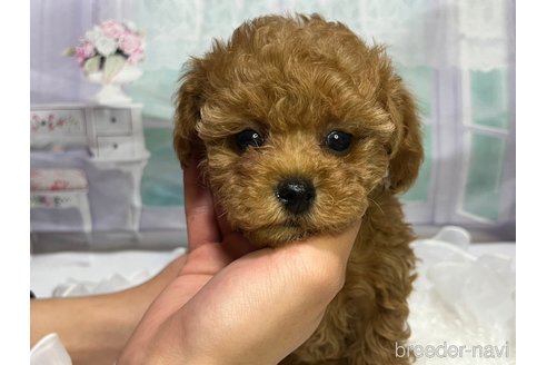 成約済の広島県のタイニープードル-278372の1枚目