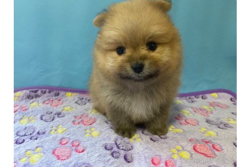 成約済の神奈川県のポメラニアン-282359の9枚目