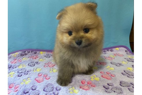 成約済の神奈川県のポメラニアン-282359の12枚目