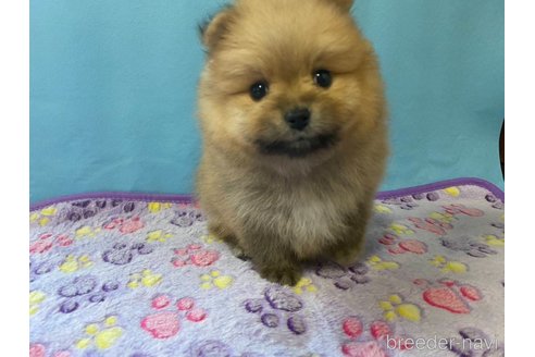 成約済の神奈川県のポメラニアン-282359の13枚目