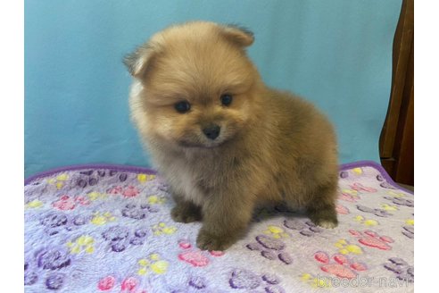 成約済の神奈川県のポメラニアン-282359の14枚目