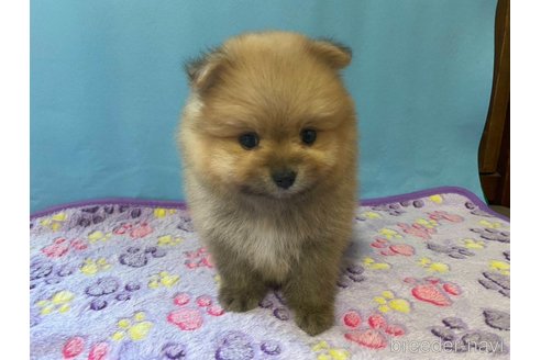成約済の神奈川県のポメラニアン-282359の16枚目