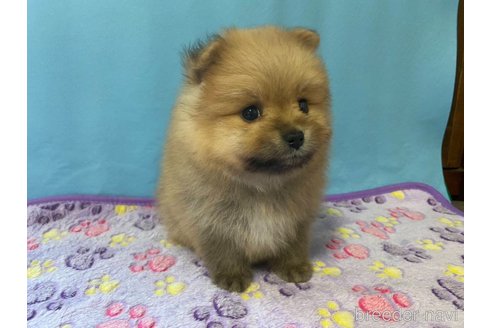 成約済の神奈川県のポメラニアン-282359の8枚目