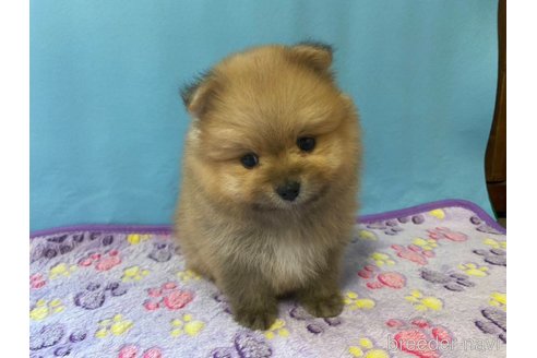 成約済の神奈川県のポメラニアン-282359の15枚目