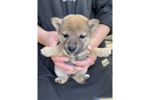 成約済の熊本県の柴犬-284004の1枚目