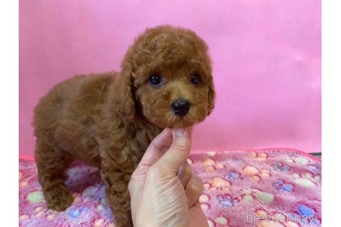成約済の神奈川県のタイニープードル-282451の6枚目