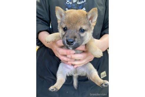 成約済の熊本県の柴犬-284005の1枚目