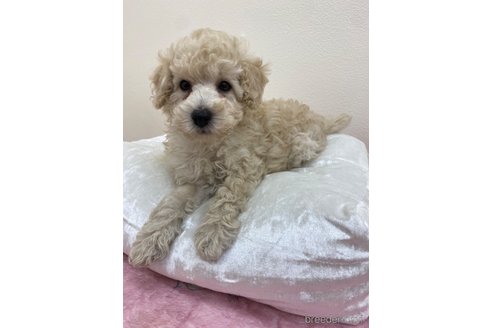 成約済の岡山県のトイプードル-285184の5枚目