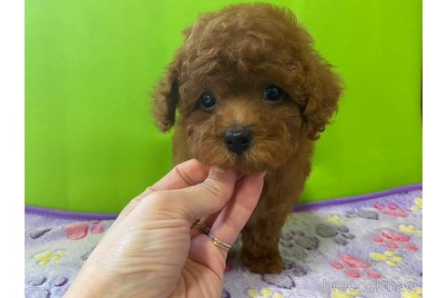 成約済の神奈川県のタイニープードル-284235の21枚目