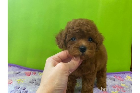 成約済の神奈川県のタイニープードル-284235の22枚目