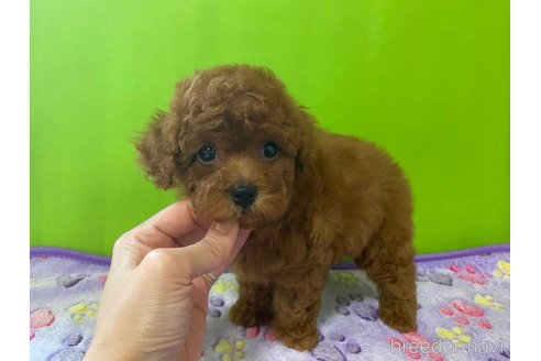 成約済の神奈川県のタイニープードル-284235の19枚目