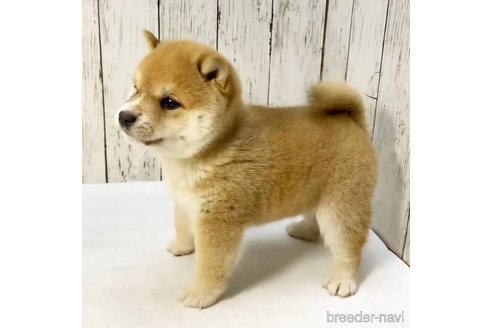 成約済の茨城県の豆柴-285195の31枚目