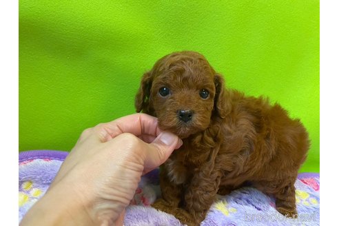 成約済の神奈川県のトイプードル-283730の5枚目