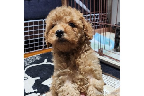 成約済の岡山県のトイプードル-279976の5枚目